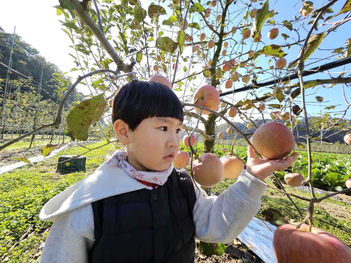 사과 체험(10.25.) 사진